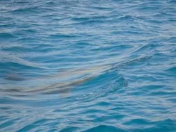 Dolphins
