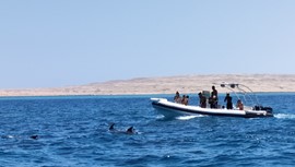 Red Sea Dolphin Trip With Bullet Speed Boats