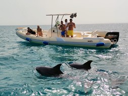 Red Sea Dolphin Trip With Bullet Speed Boats