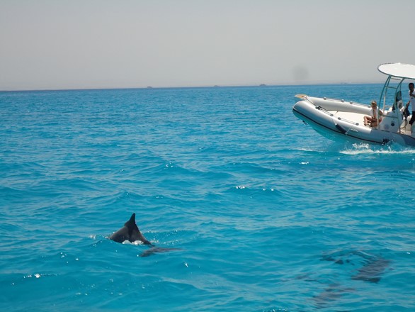 Dolphin Spotting in Hurghada