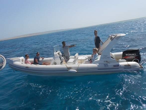 private dolphin spotting trip in Hurghada