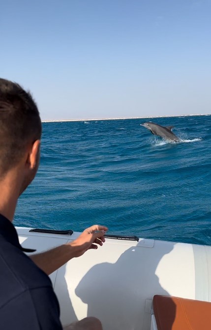 Dolphin trip in Hurghada, Red Sea