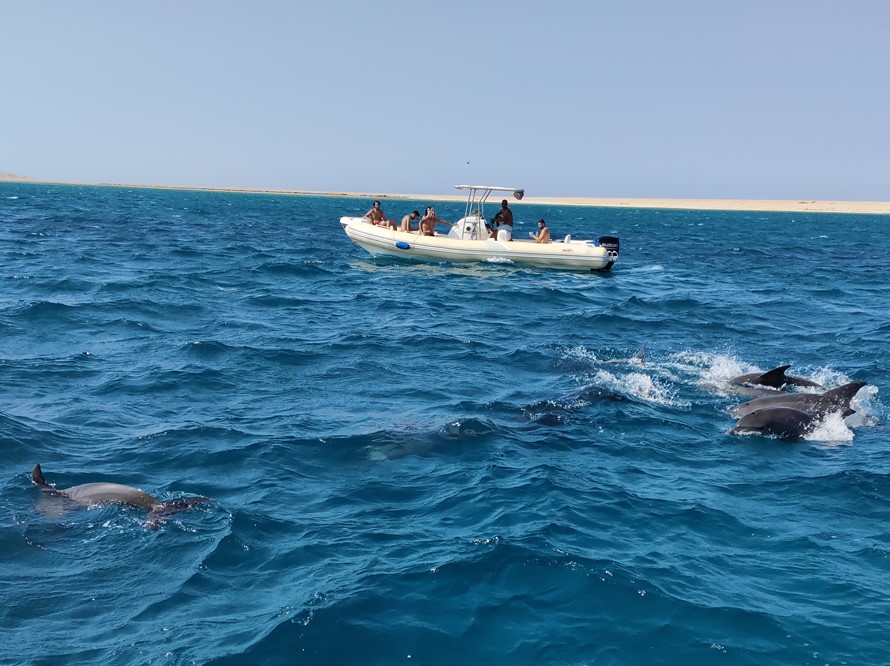 dolphin house tour in Hurghada