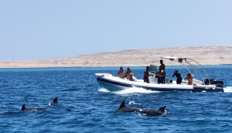 Dolphin house trip in Hurghada